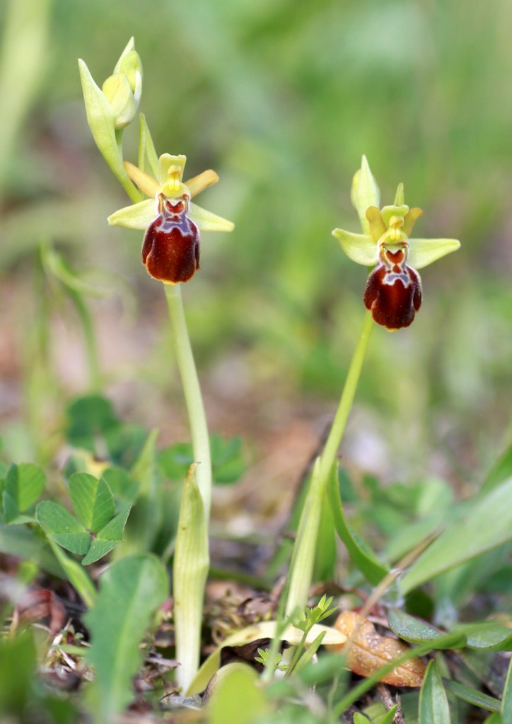 Orchidee in Sardegna, un fine settimana a 78 giri!